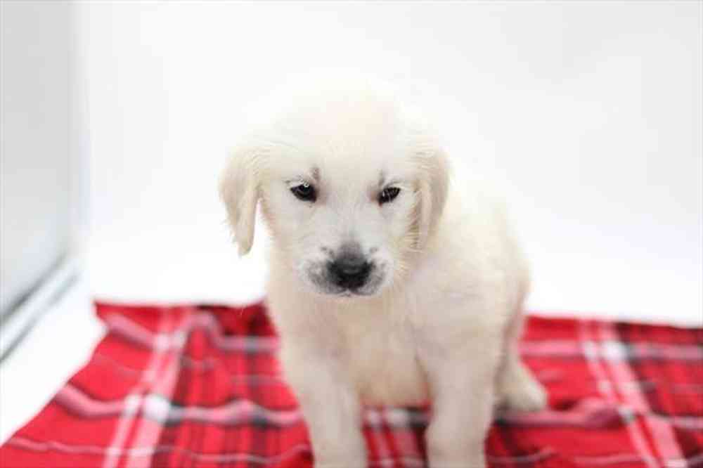Male Golden Retriever puppy for sale at Shake A Paw Union.