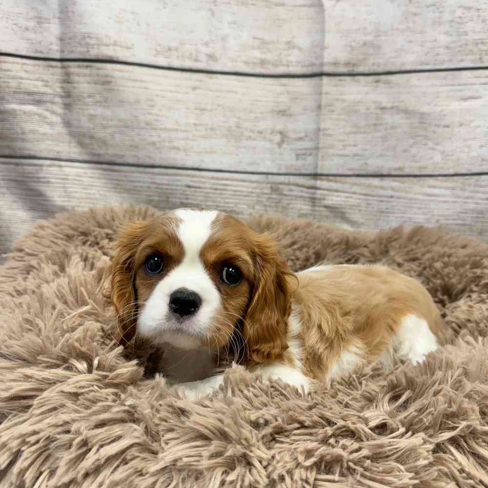 Female Cavalier King Charles Spaniel puppy for sale at Shake A Paw Green Brook.