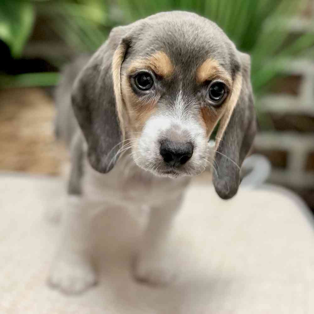 Female Beagle puppy for sale at Shake A Paw Green Brook.