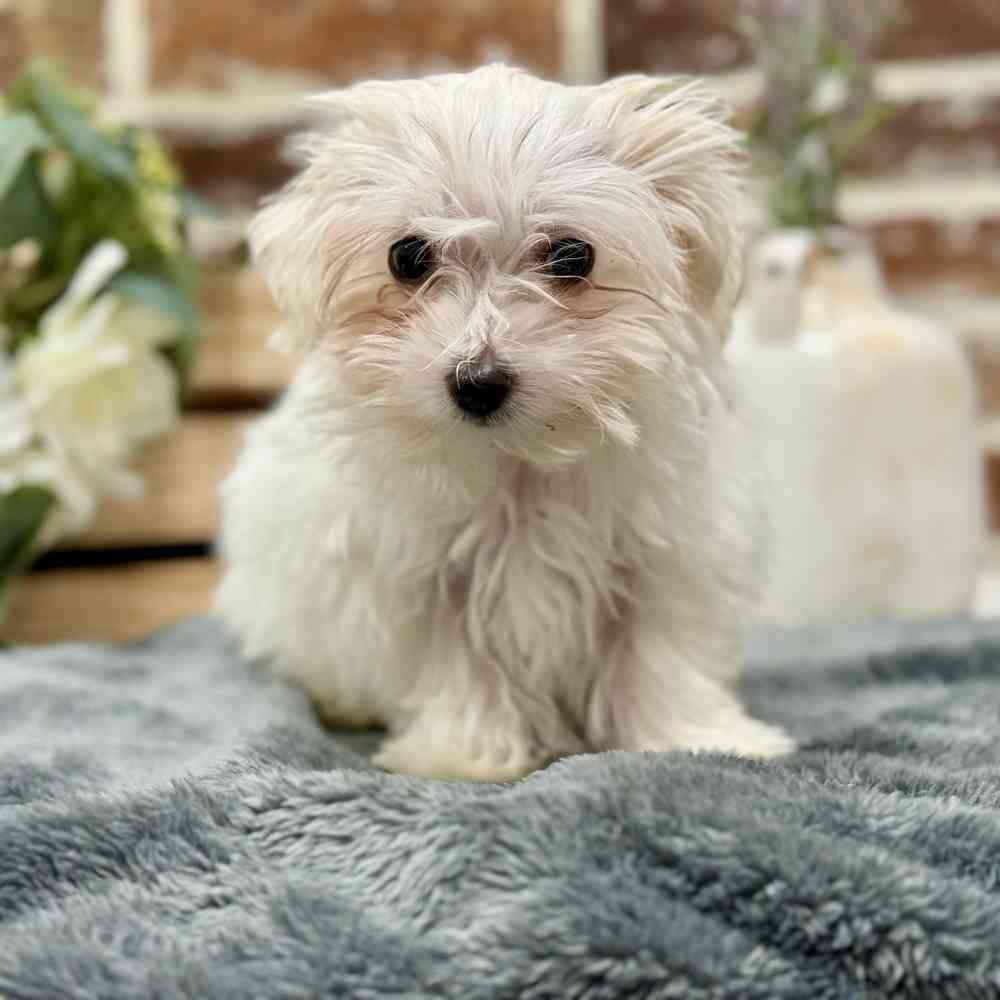 Female Maltese puppy for sale at Shake A Paw Union.