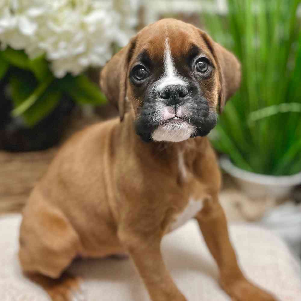 Female Boxer puppy for sale at Shake A Paw Green Brook.