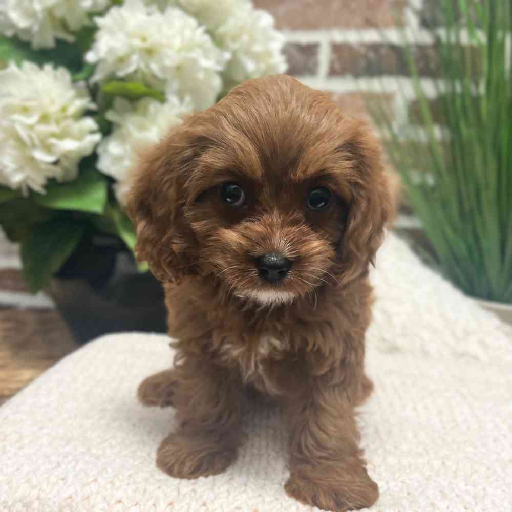 Female Cavapoo puppy for sale at Shake A Paw Green Brook.