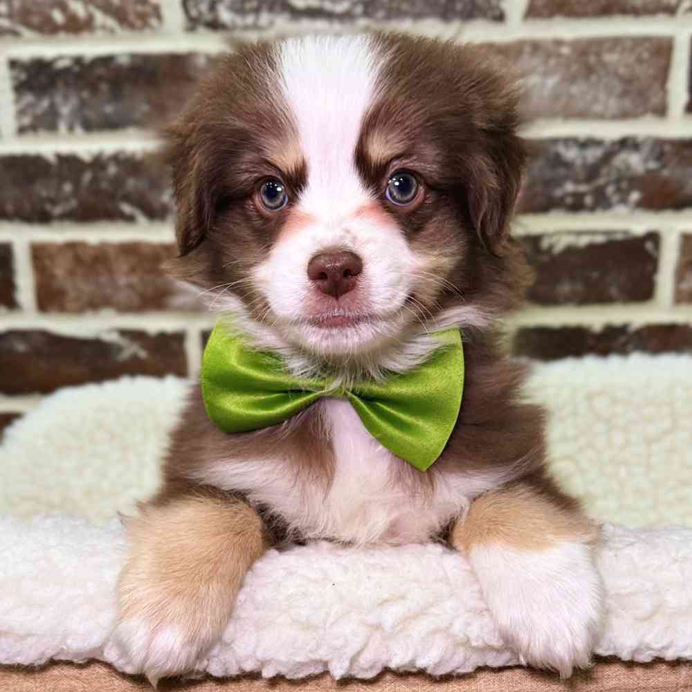 Male Mini Australian Shepherd puppy for sale at Shake A Paw Union.