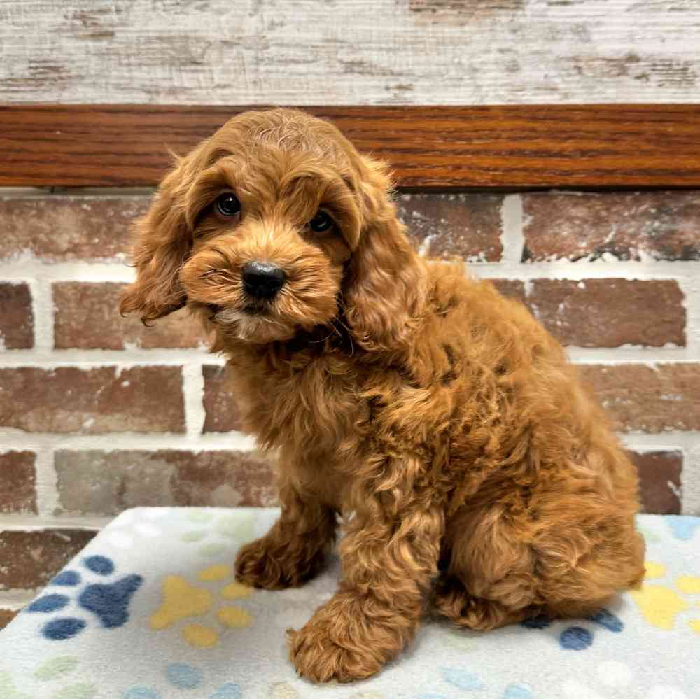 Male Cockapoo 2Nd Gen puppy for sale at Shake A Paw Green Brook.