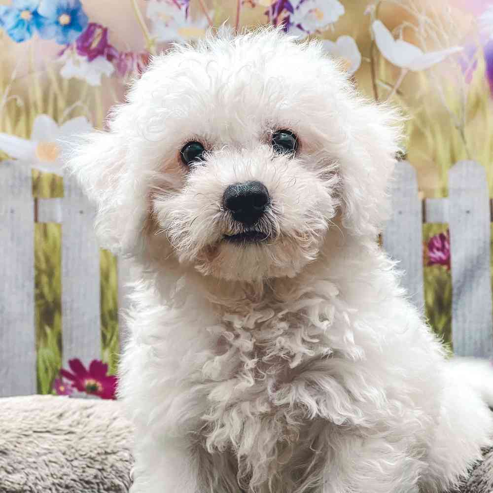 Male Bichon Frise puppy for sale at Shake A Paw Union.