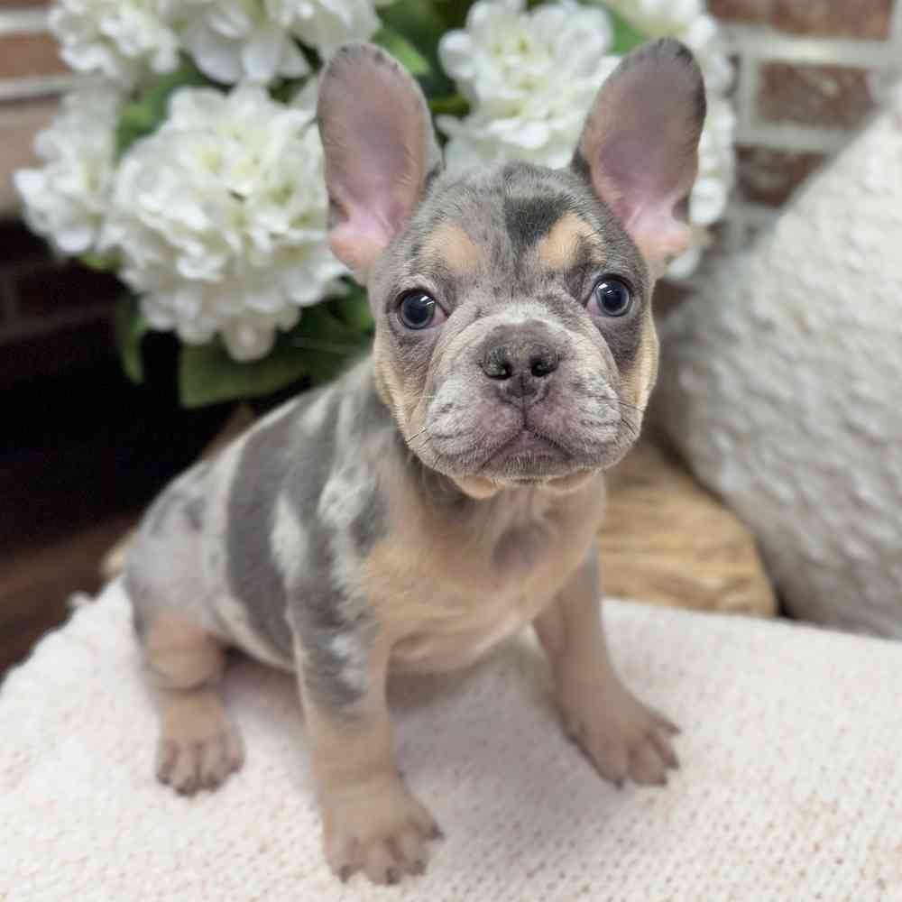 Male French Bulldog puppy for sale at Shake A Paw Green Brook.