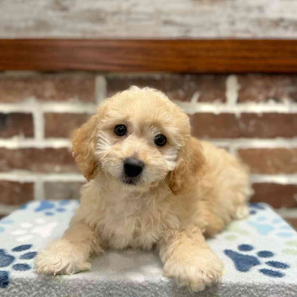 Female Bichon / Poodle puppy for sale at Shake A Paw Green Brook.
