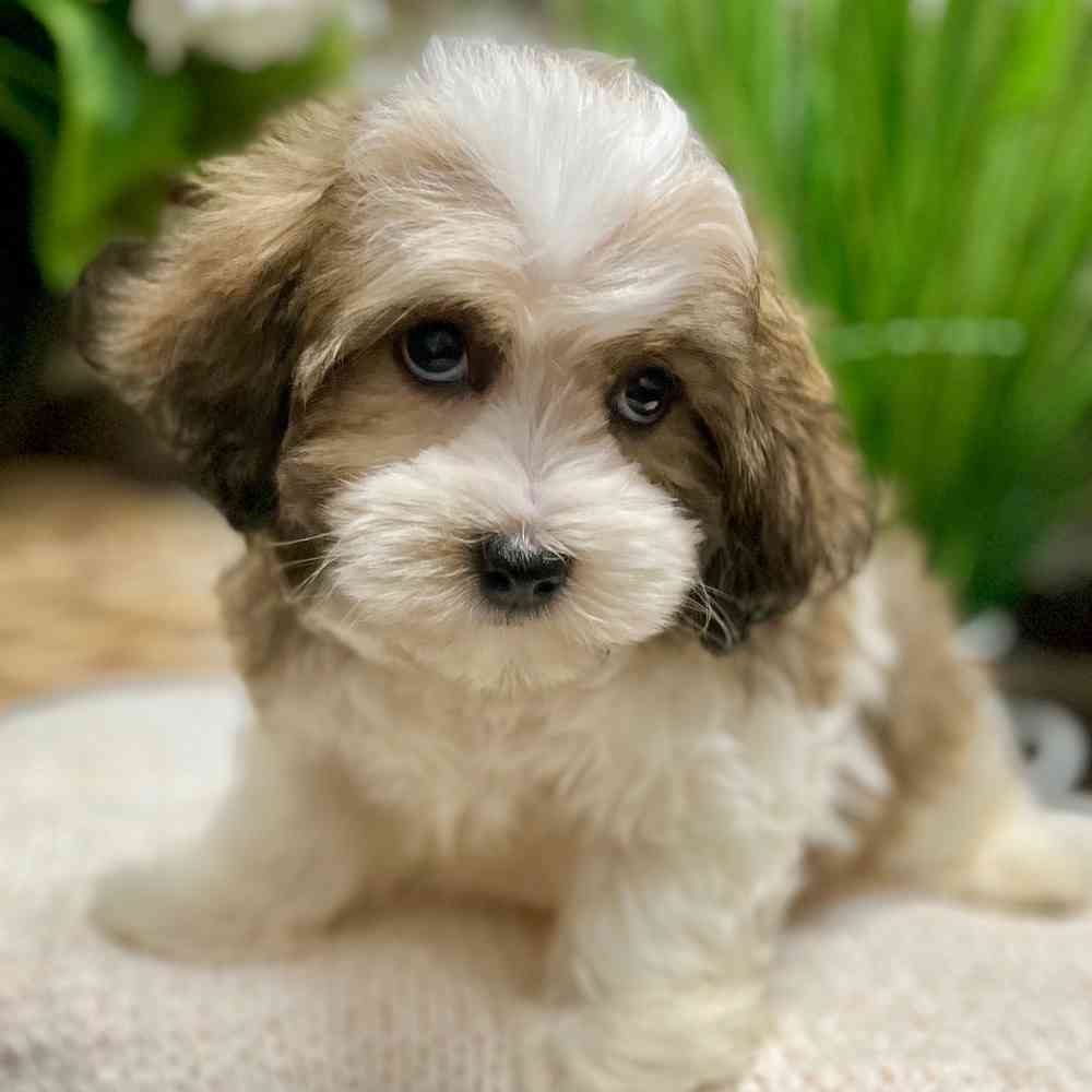 Female Havanese puppy for sale at Shake A Paw Green Brook.