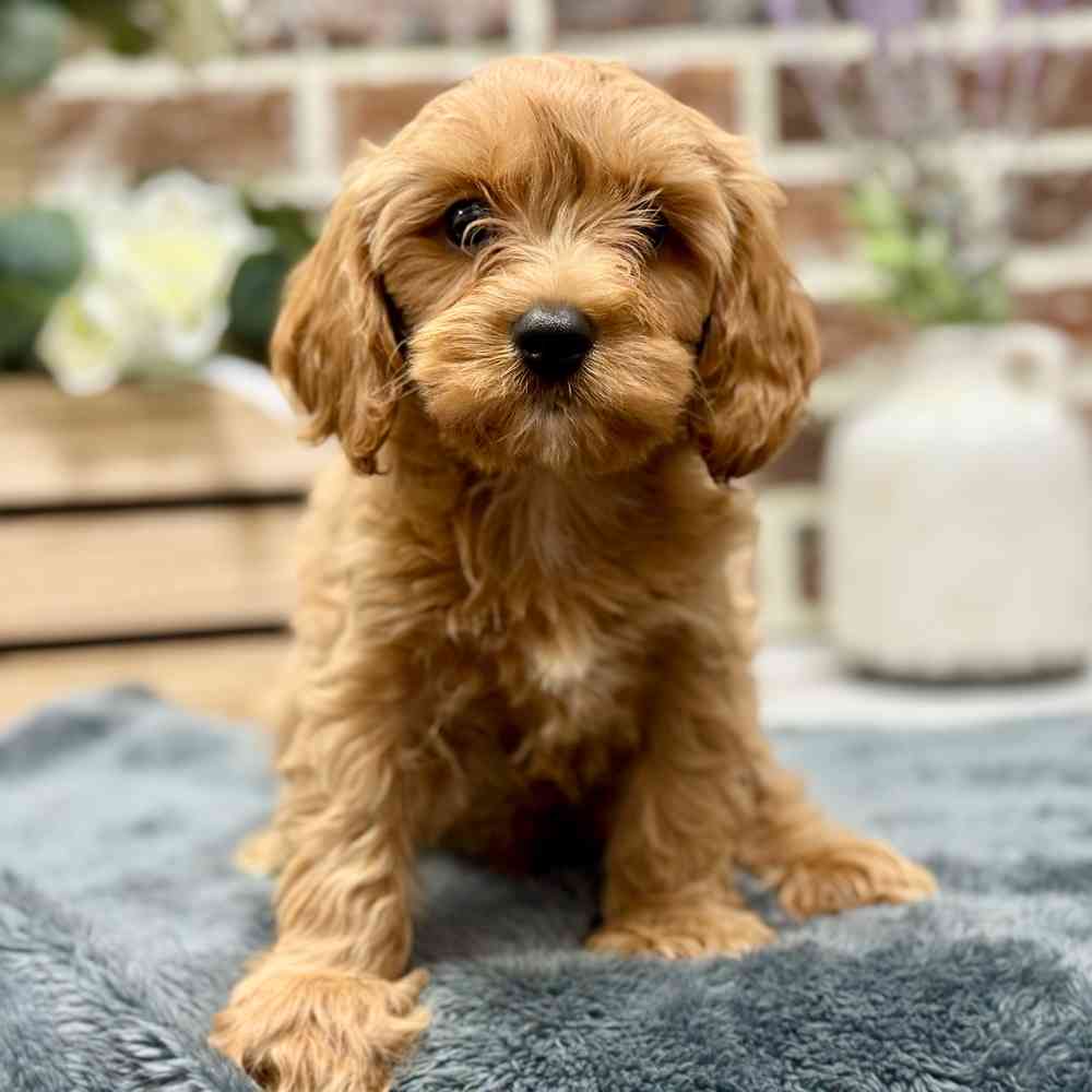 Male Cavapoo puppy for sale at Shake A Paw Union.