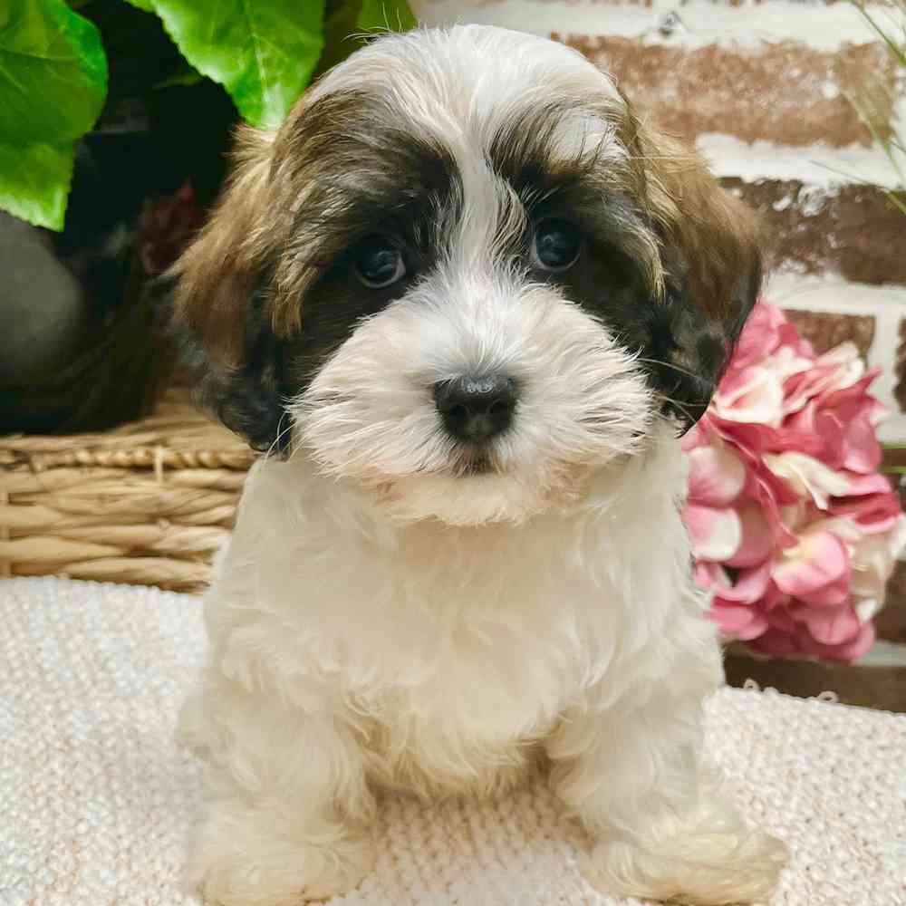 Male Havanese puppy for sale at Shake A Paw Green Brook.