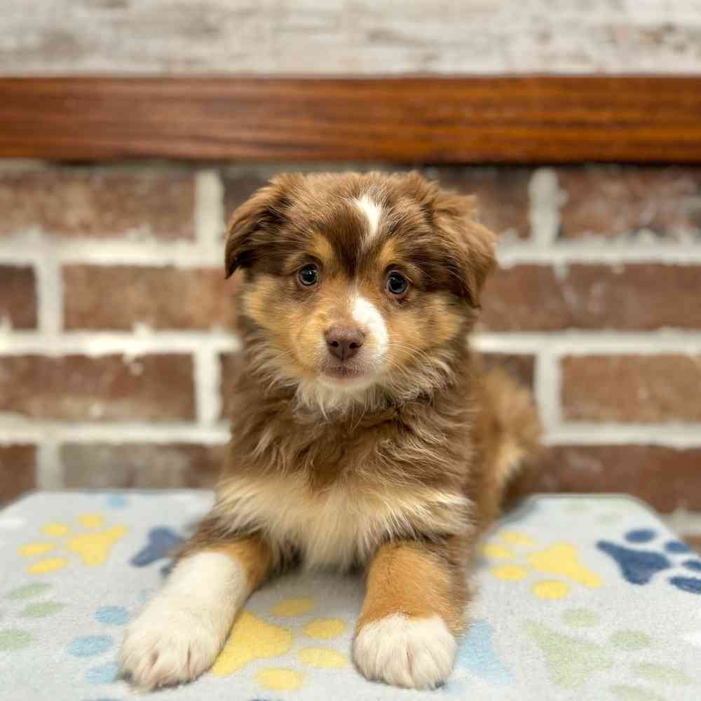 Female Mini Australian Shepherd puppy for sale at Shake A Paw Green Brook.
