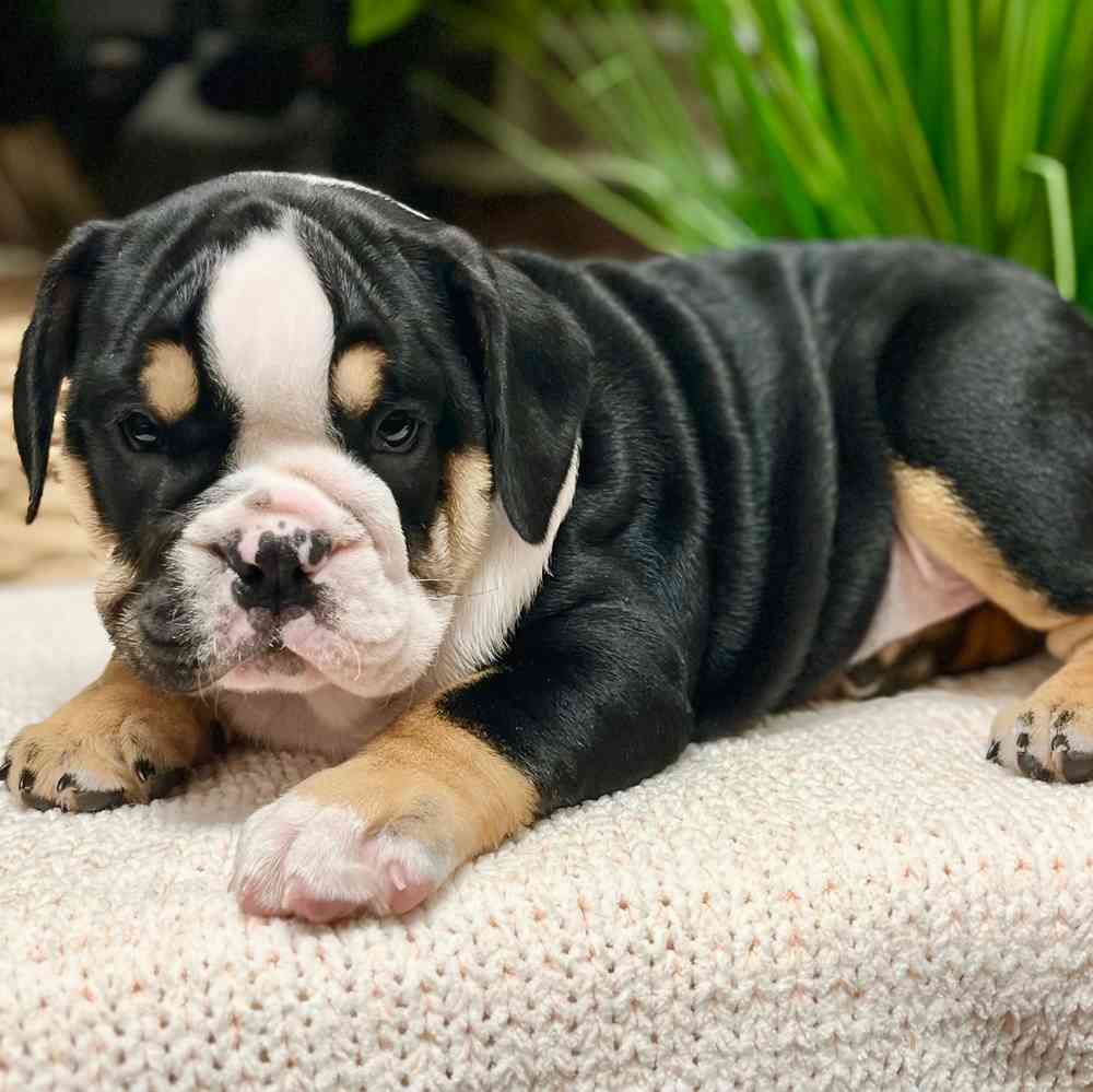 Female English Bulldog puppy for sale at Shake A Paw Green Brook.