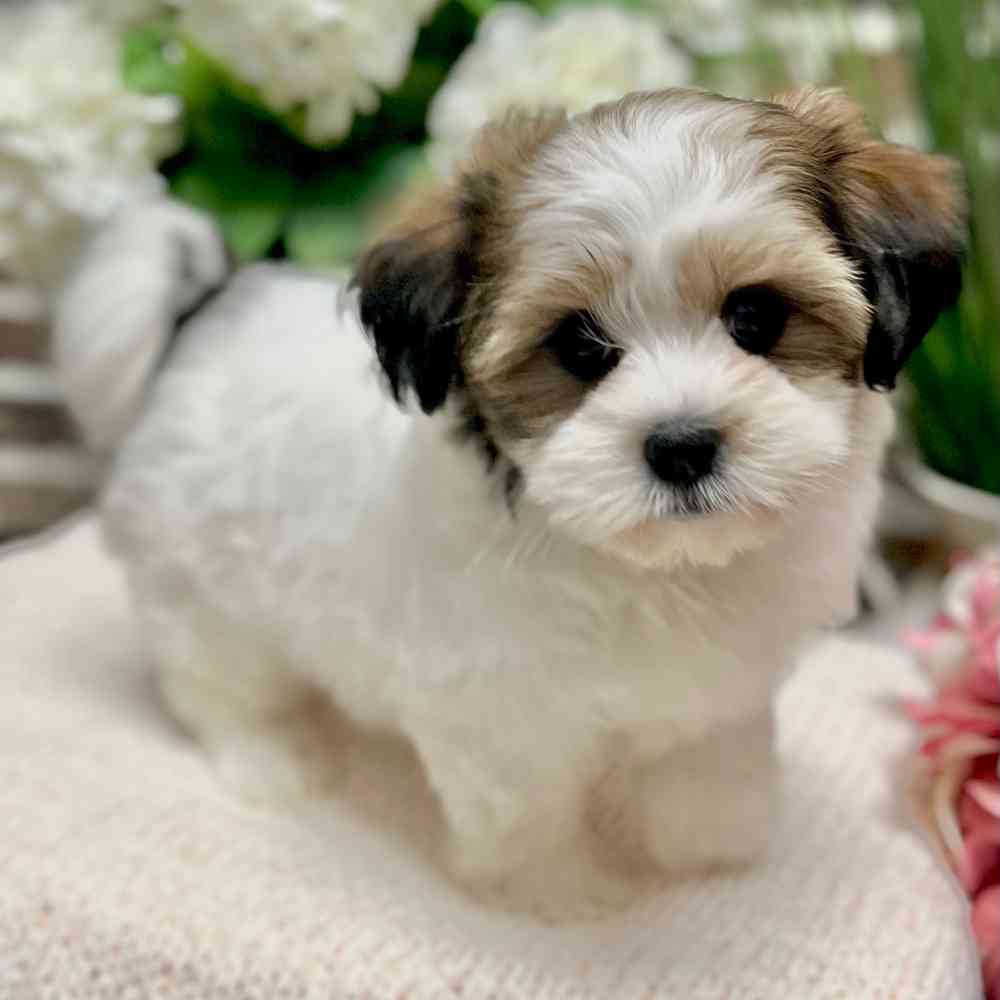 Female Maltese / Shih Tzu puppy for sale at Shake A Paw Green Brook.