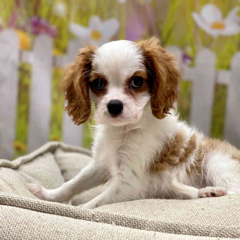 Male Cavalier King Charles Spaniel puppy for sale at Shake A Paw Union.