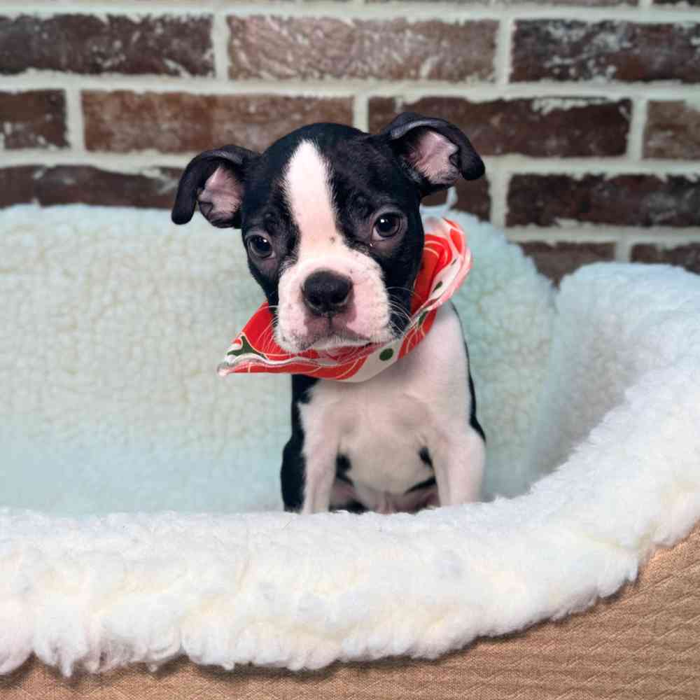 Male Boston Terrier puppy for sale at Shake A Paw Union.