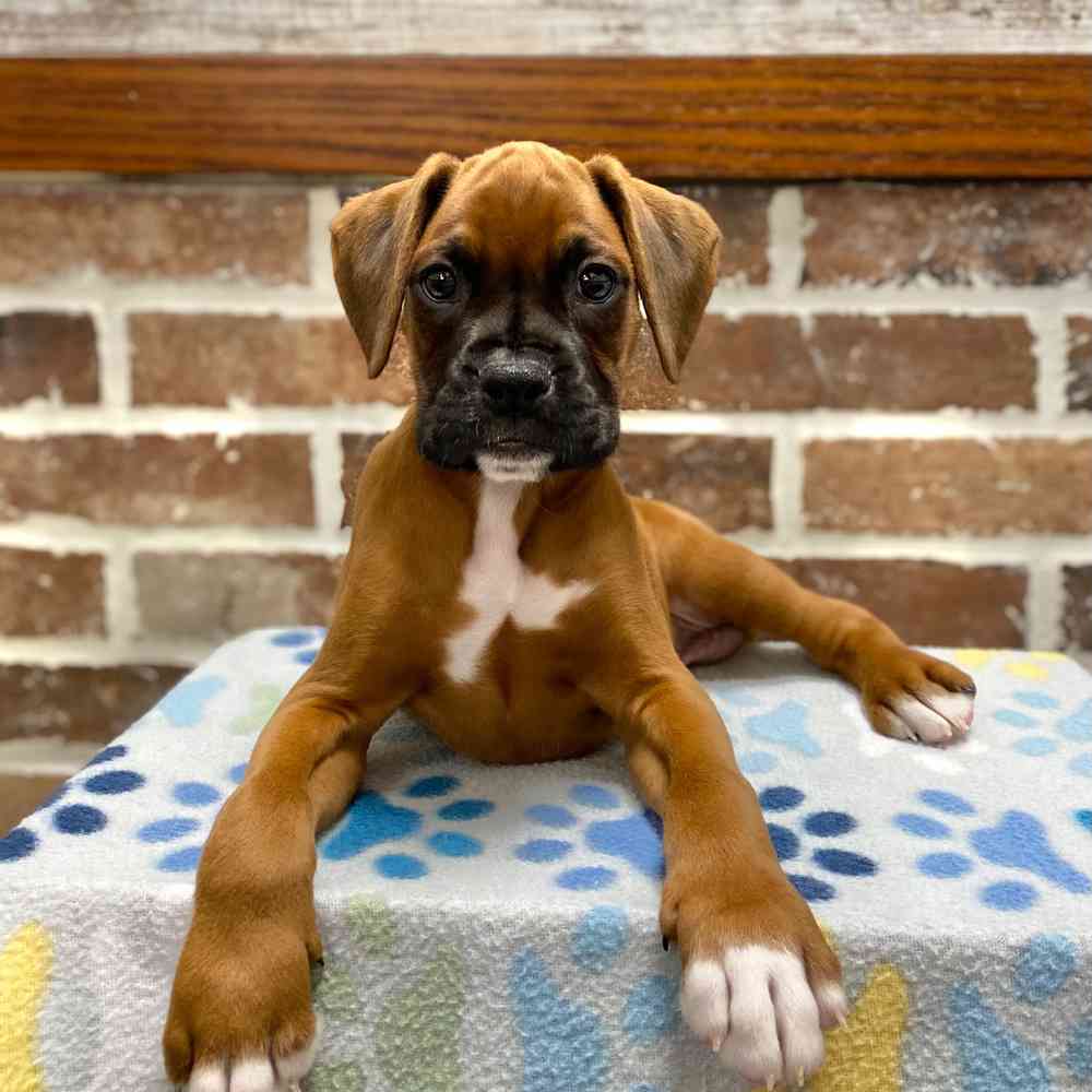 Male Boxer puppy for sale at Shake A Paw Green Brook.