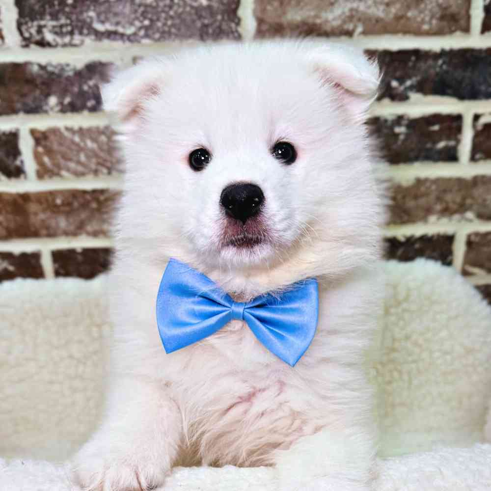 Male Samoyed puppy for sale at Shake A Paw Union.