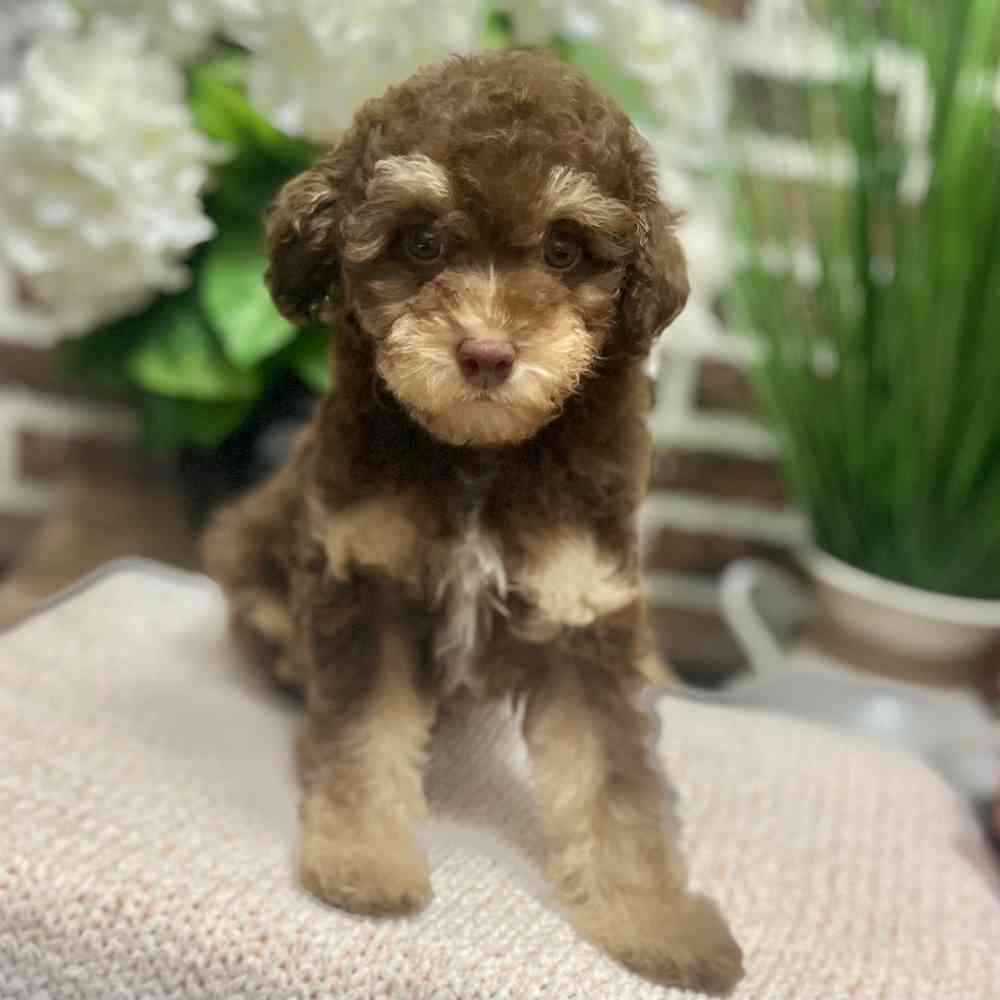 Female Poodle puppy for sale at Shake A Paw Green Brook.