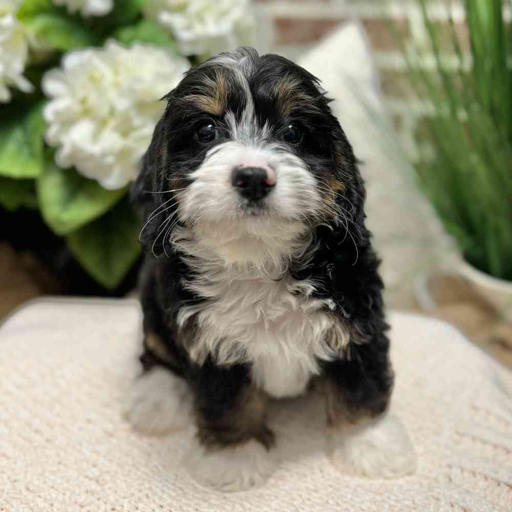Male Mini Bernedoodle 2Nd Gen puppy for sale at Shake A Paw Green Brook.