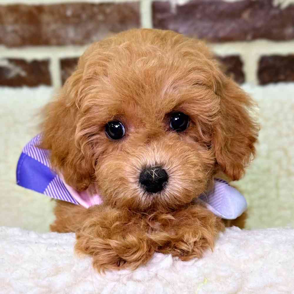 Female Poodle puppy for sale at Shake A Paw Union.