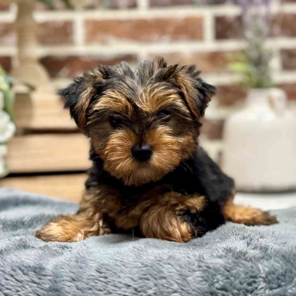 Female Yorkshire Terrier puppy for sale at Shake A Paw Union.