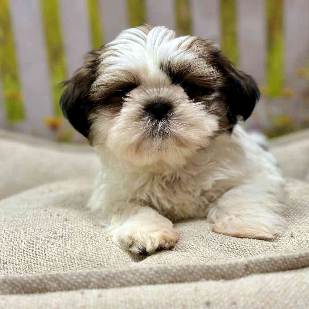 Female Shih Tzu puppy for sale at Shake A Paw Union.