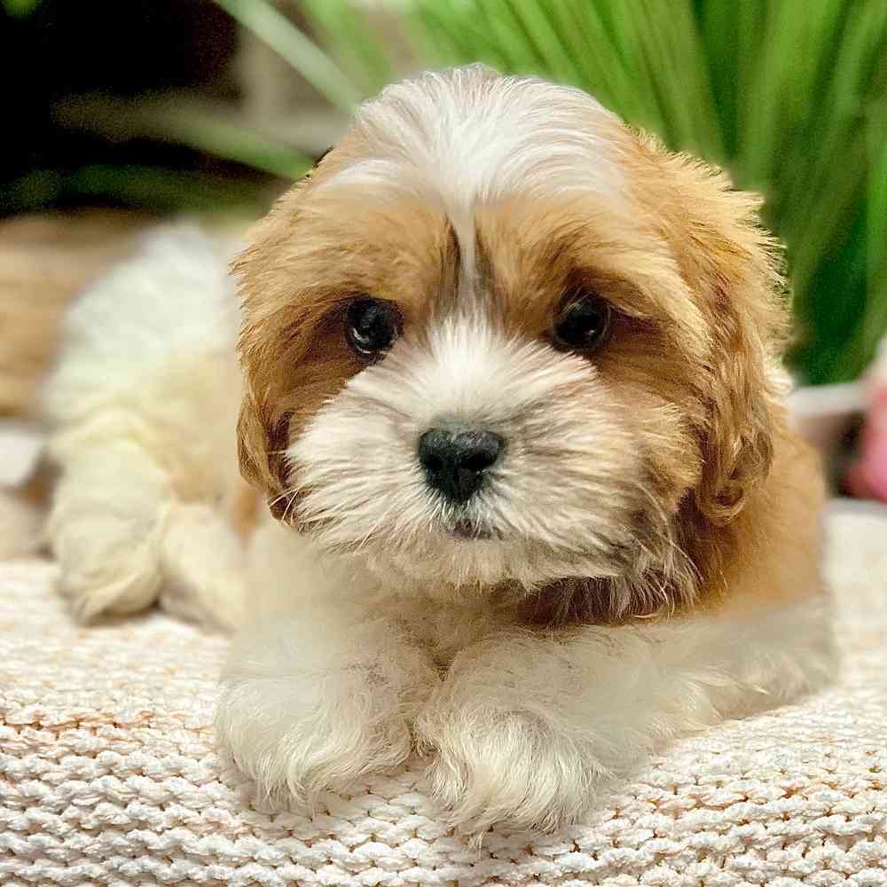 Male Shih Tzu / Bichon puppy for sale at Shake A Paw Green Brook.