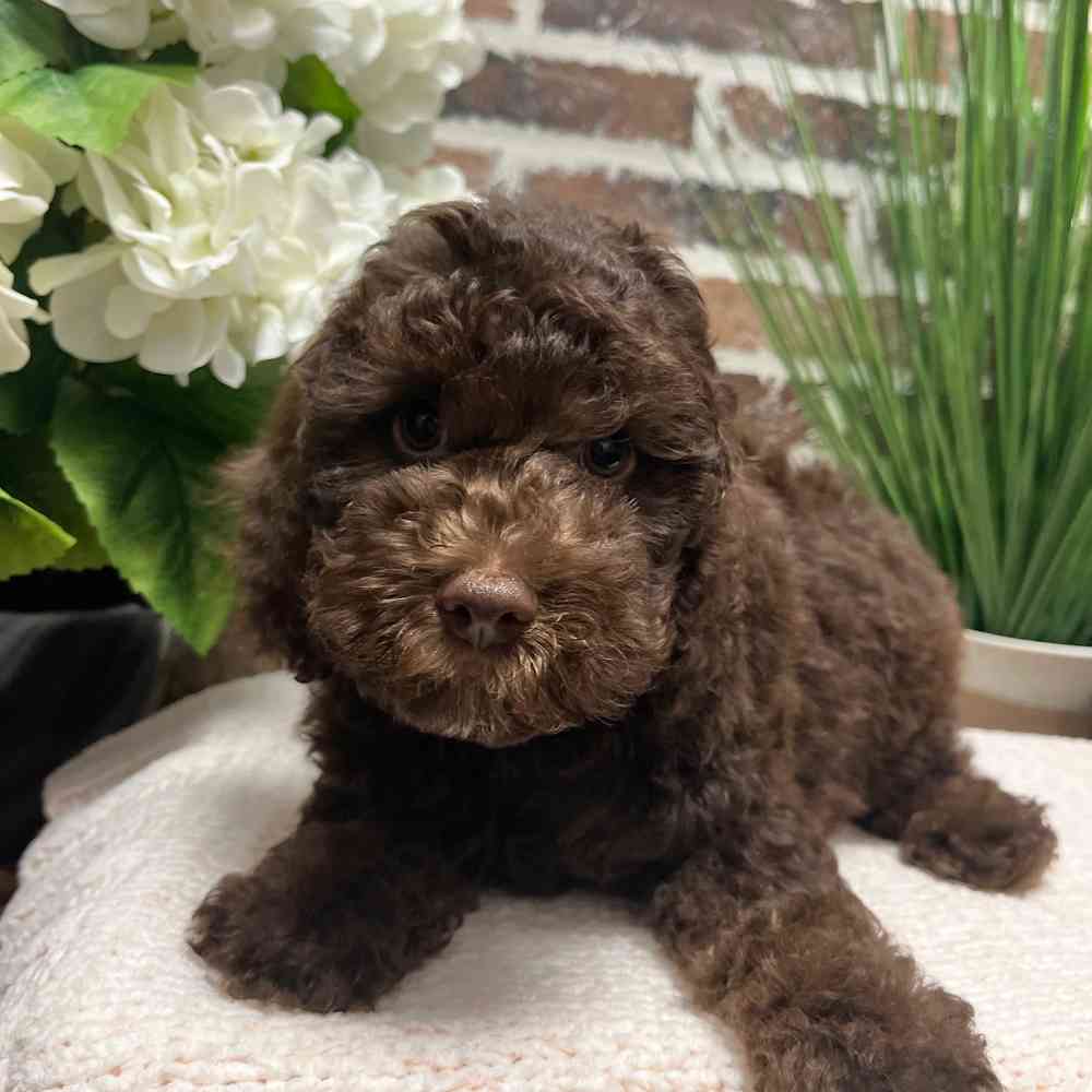 Male Cockapoo 2Nd Gen puppy for sale at Shake A Paw Green Brook.