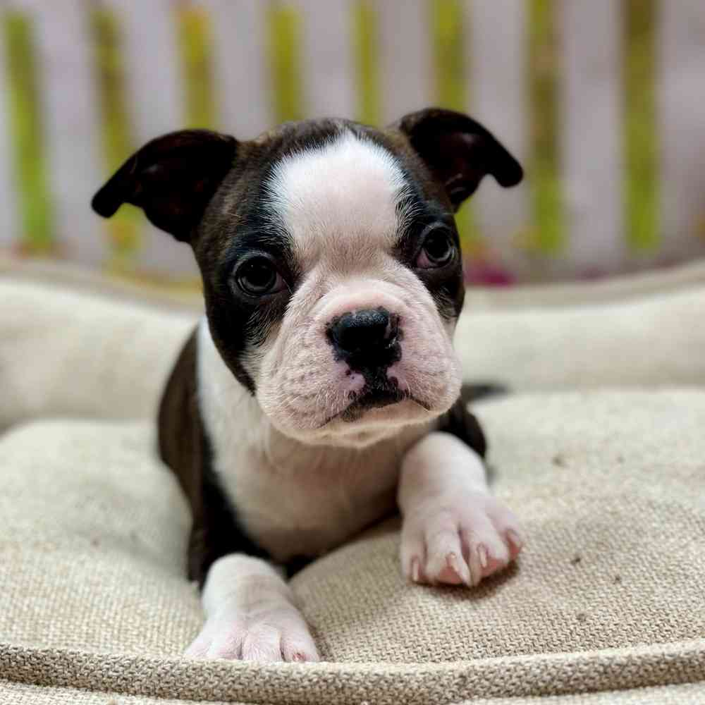 Male Boston Terrier puppy for sale at Shake A Paw Union.