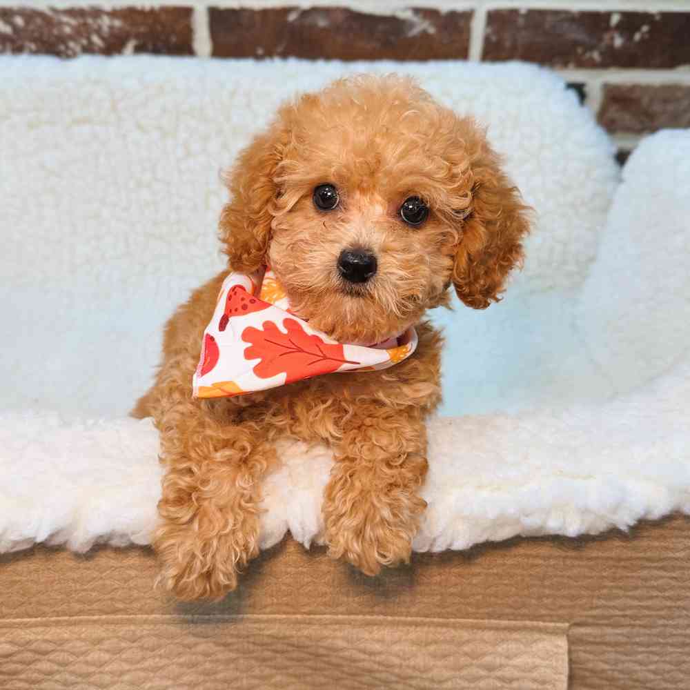Female Poodle puppy for sale at Shake A Paw Union.