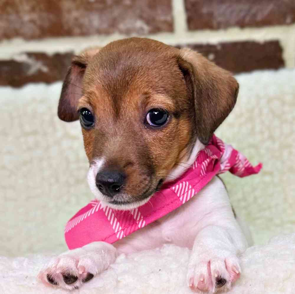 Female Jack Russell Terrier puppy for sale at Shake A Paw Union.