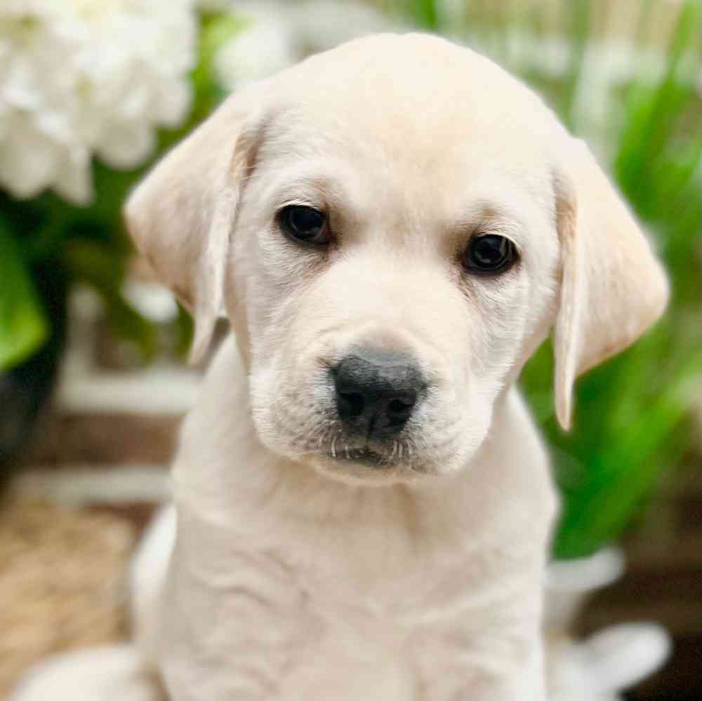 Male Labrador Retriever puppy for sale at Shake A Paw Green Brook.