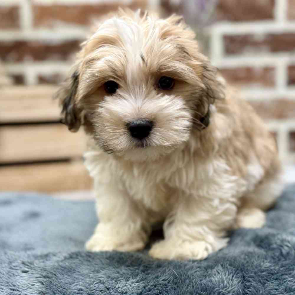Male Havanese puppy for sale at Shake A Paw Union.