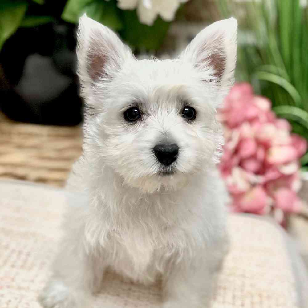 Female West Highland White Terrier puppy for sale at Shake A Paw Green Brook.
