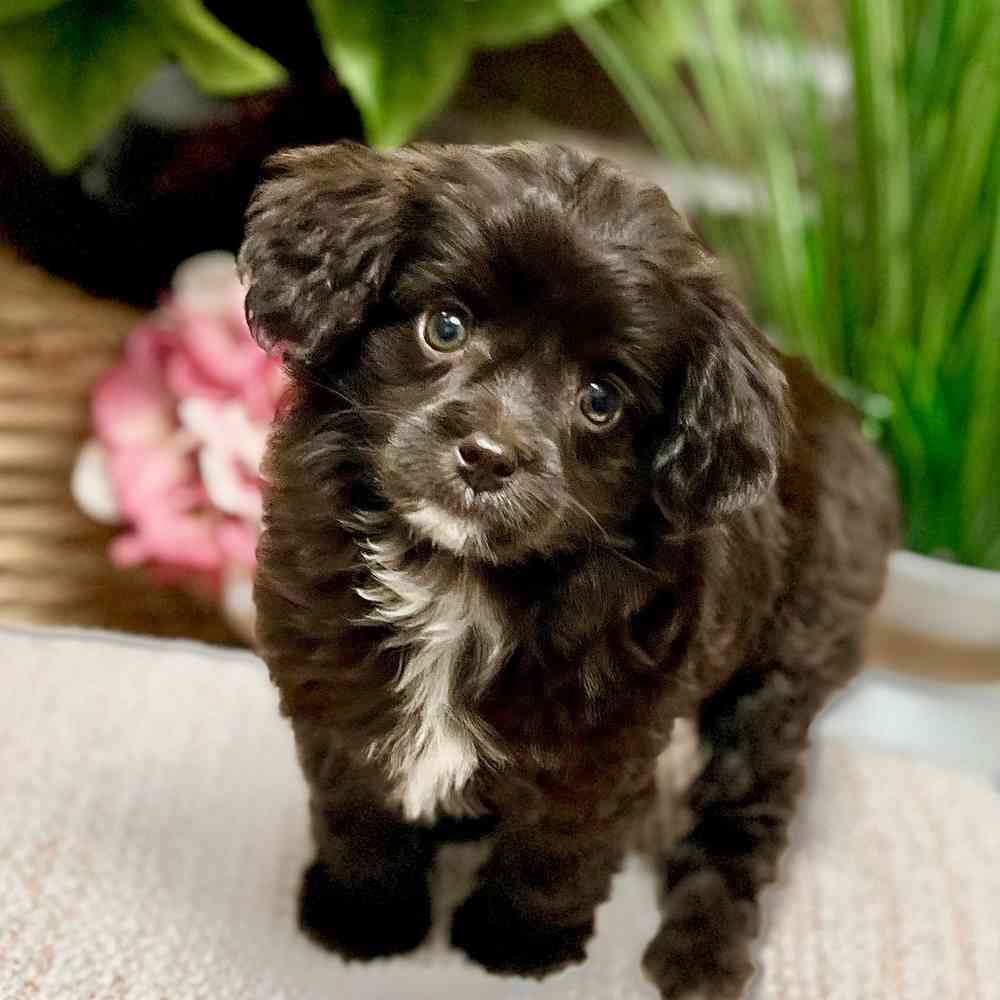 Female Mini Aussiedoodle puppy for sale at Shake A Paw Green Brook.