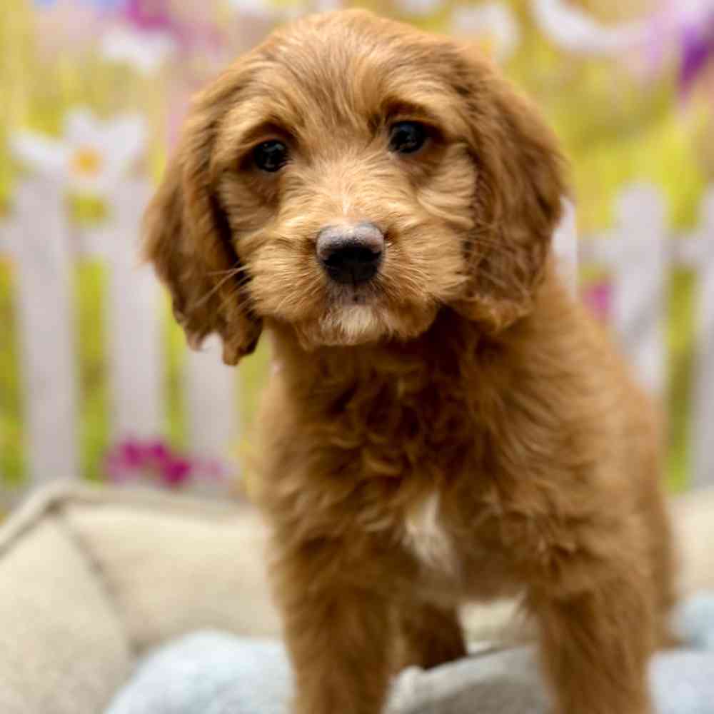 Female Mini Goldendoodle 2Nd Gen puppy for sale at Shake A Paw Union.