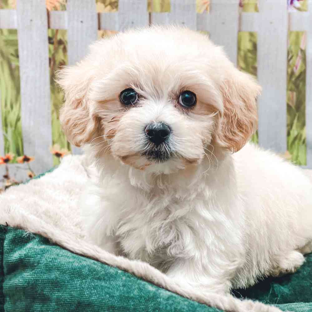 Female Havanese / Poodle puppy for sale at Shake A Paw Union.