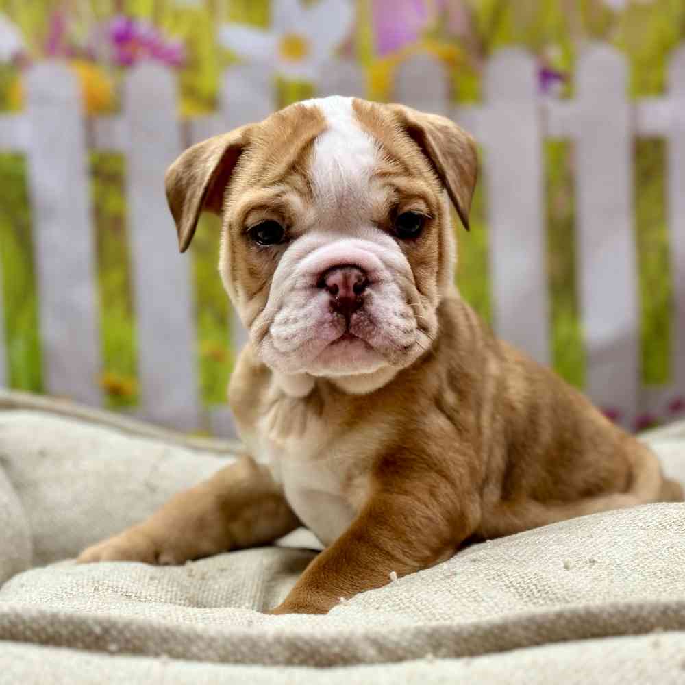 Male English Bulldog puppy for sale at Shake A Paw Union.