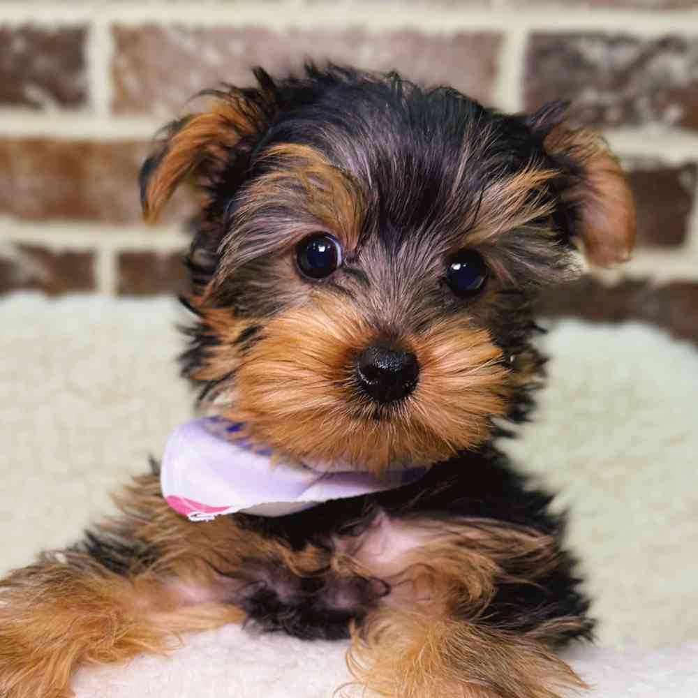 Male Yorkshire Terrier puppy for sale at Shake A Paw Union.