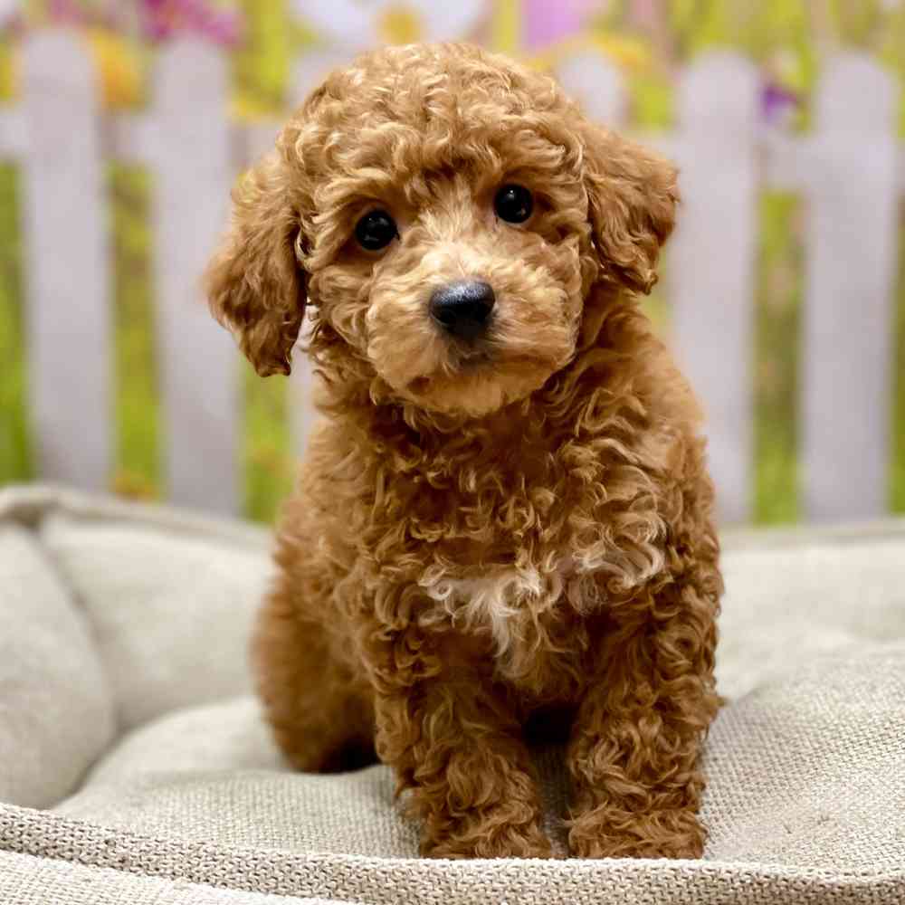 Male Poodle puppy for sale at Shake A Paw Union.