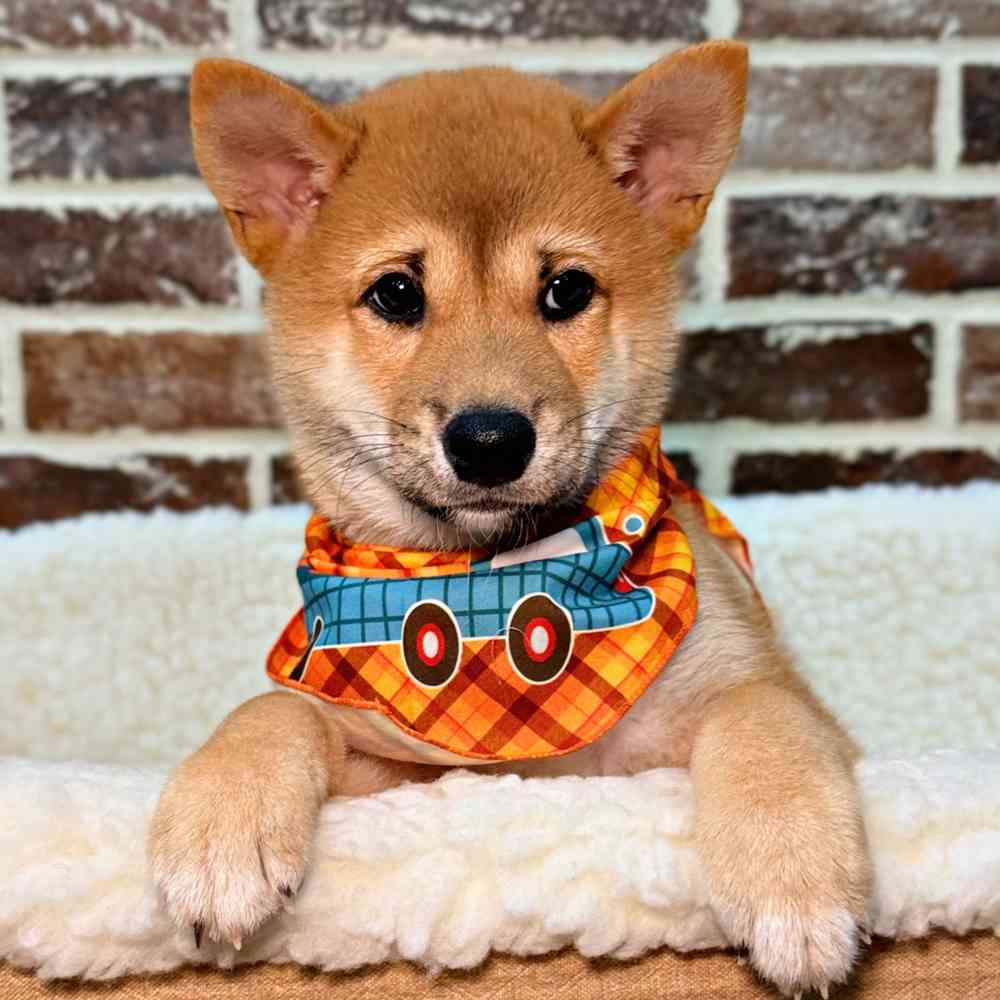 Male Shiba Inu puppy for sale at Shake A Paw Union.