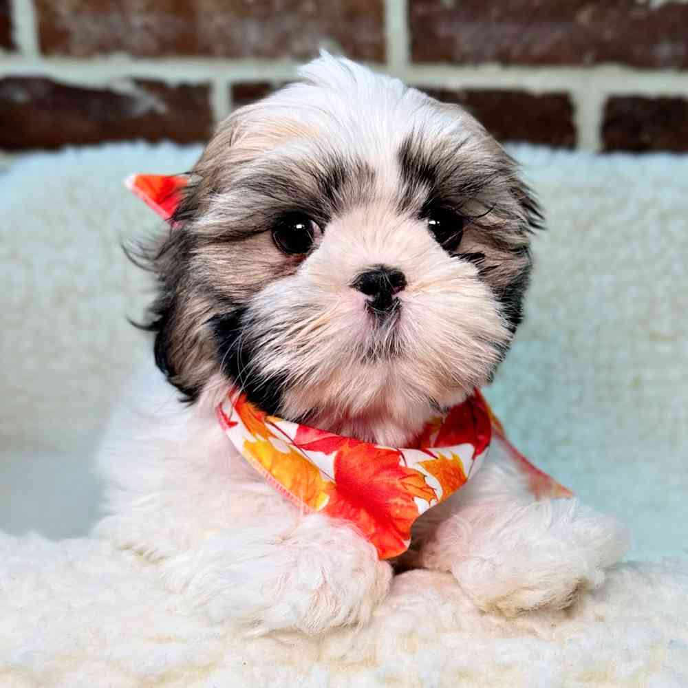Female Shih Tzu puppy for sale at Shake A Paw Union.
