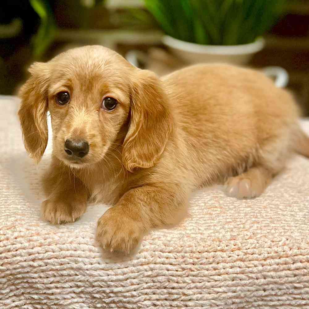 Female Dachshund puppy for sale at Shake A Paw Green Brook.