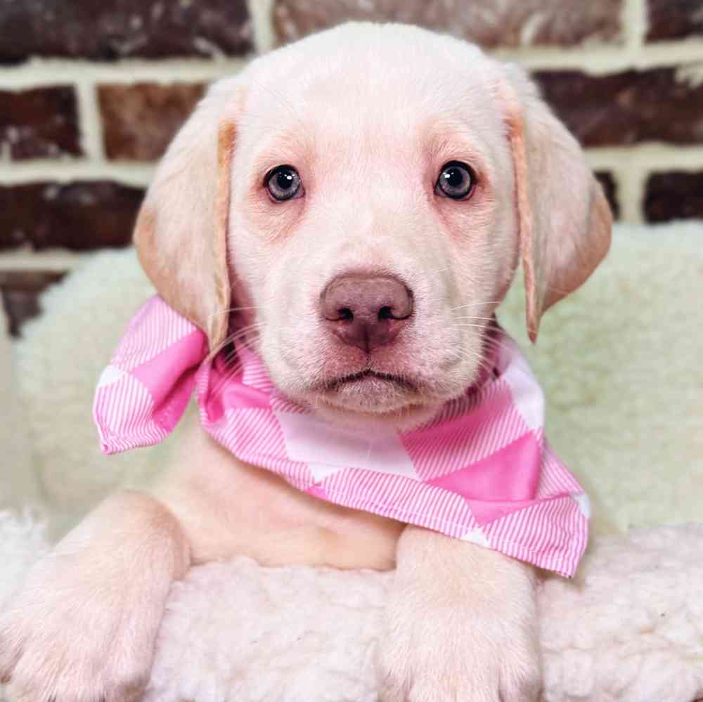 Female Labrador Retriever puppy for sale at Shake A Paw Union.