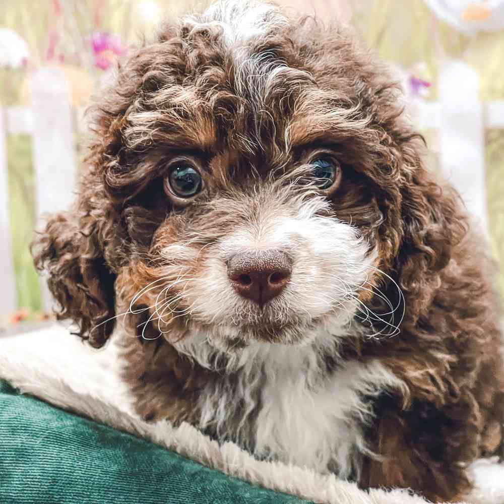 Female Mini Bernedoodle 2Nd Gen puppy for sale at Shake A Paw Union.