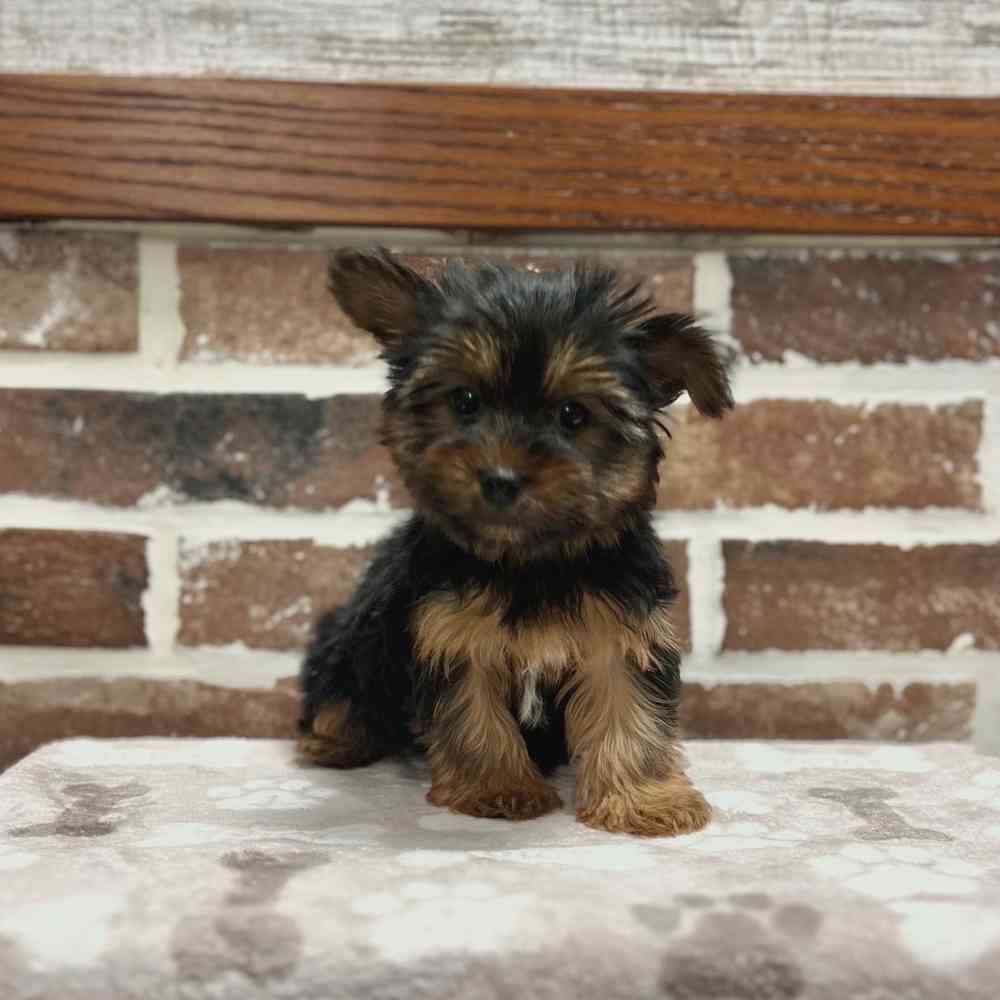 Female Yorkshire Terrier puppy for sale at Shake A Paw Green Brook.