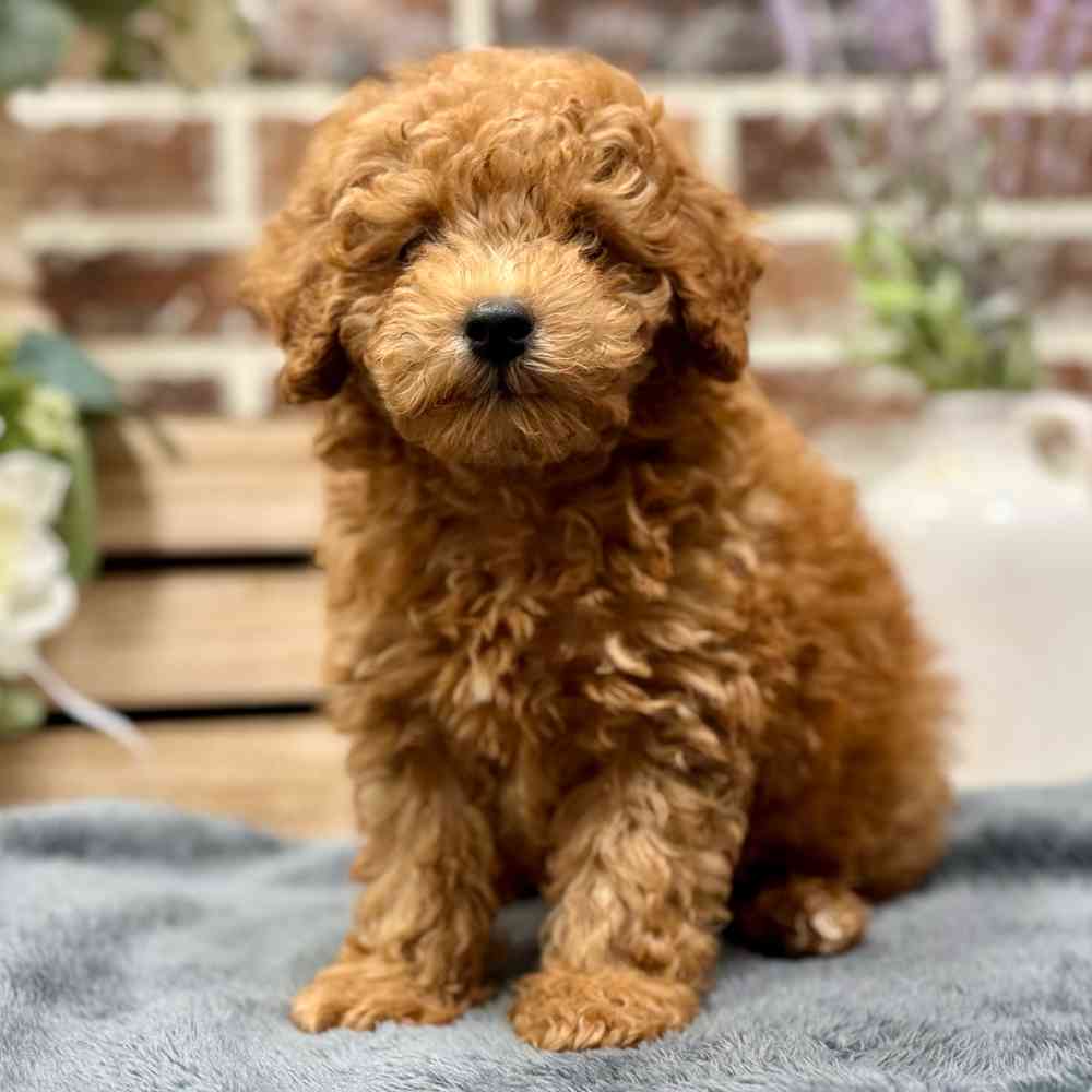 Male Poodle puppy for sale at Shake A Paw Union.