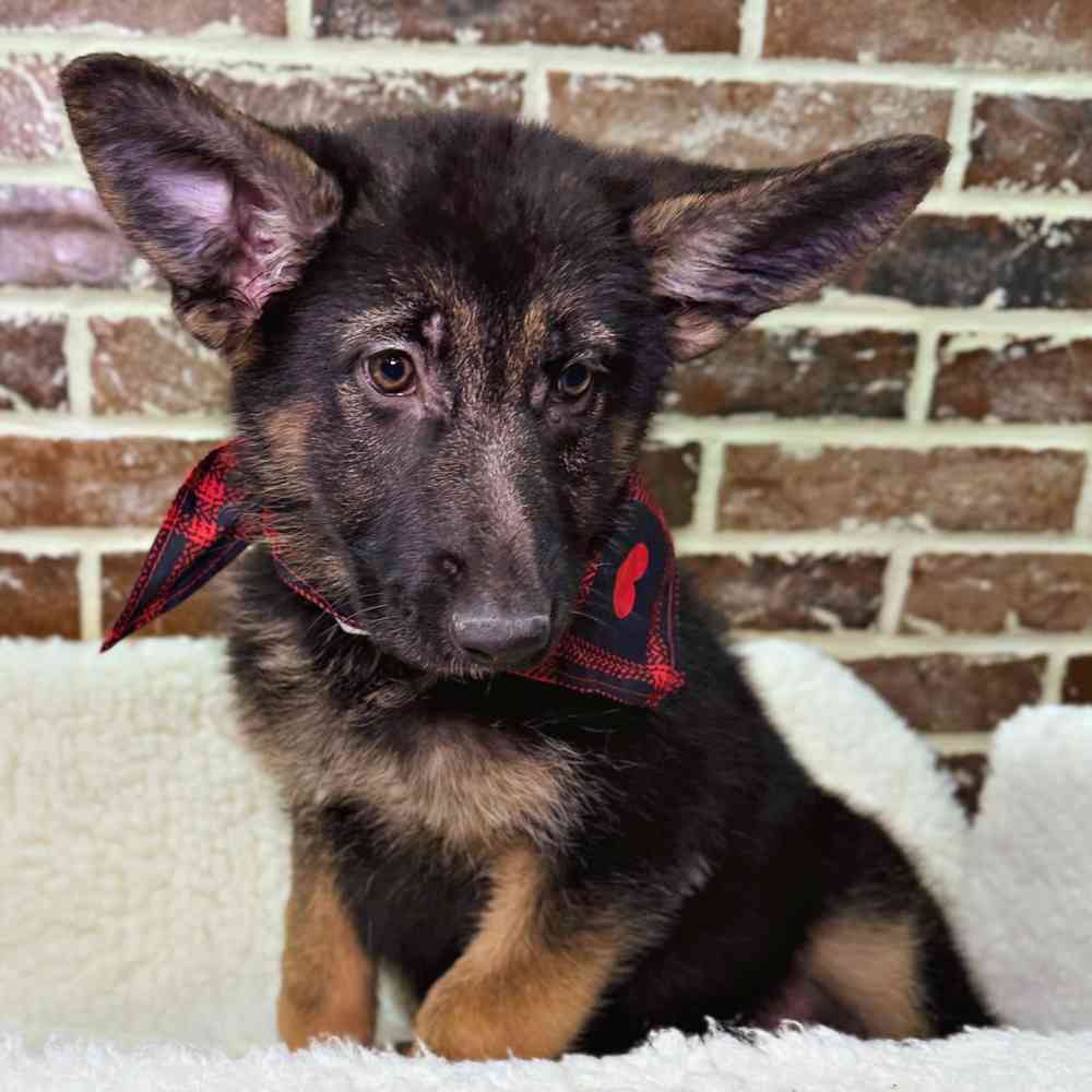 Female German Shepherd puppy for sale at Shake A Paw Union.