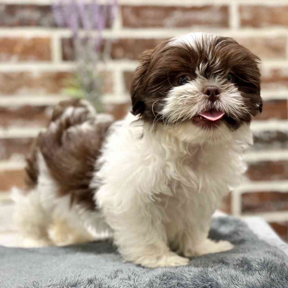 Male Shih Tzu puppy for sale at Shake A Paw Union.