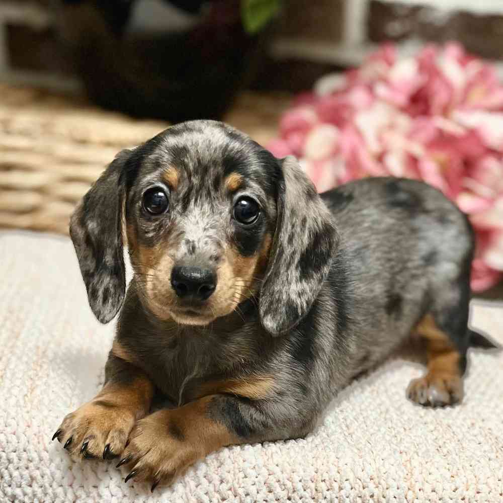 Female Dachshund puppy for sale at Shake A Paw Green Brook.